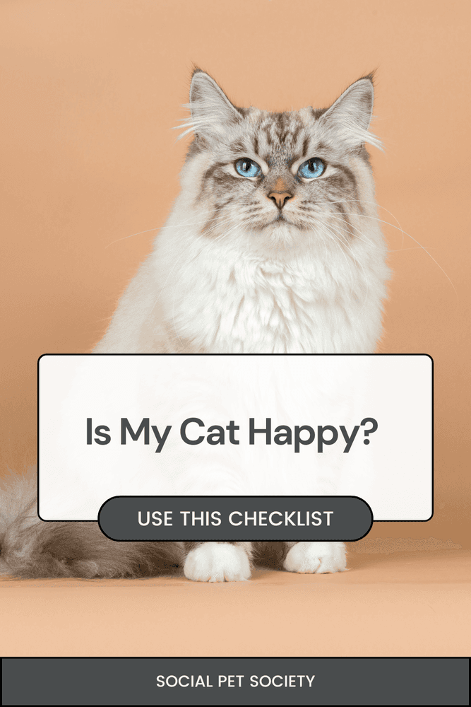 A cat sitting with an unamused expression, appearing unhappy.