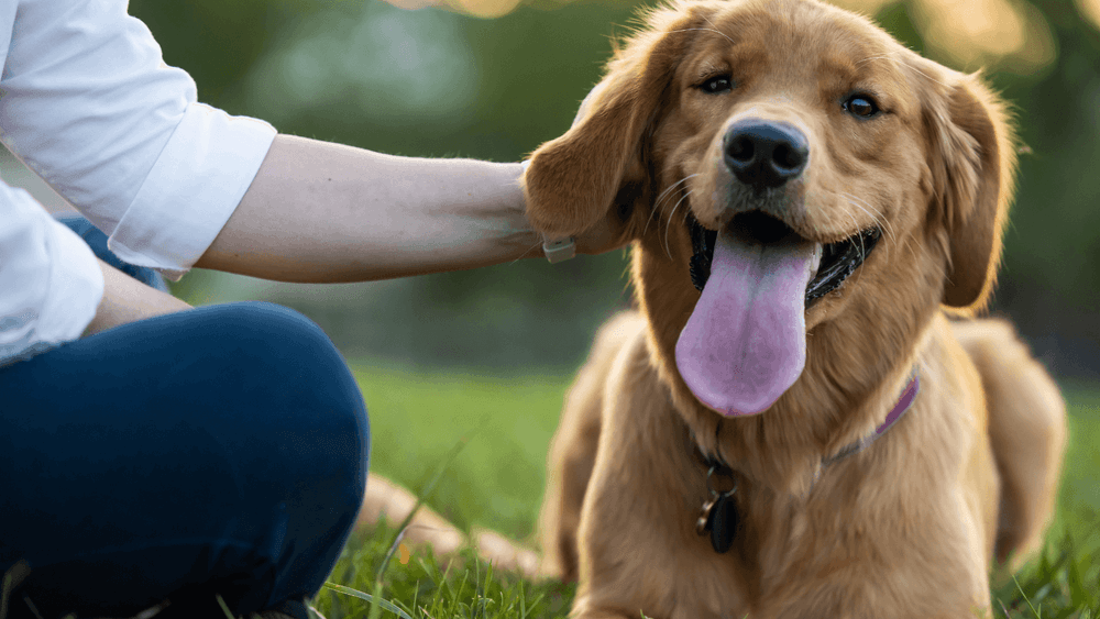 Happy dog
