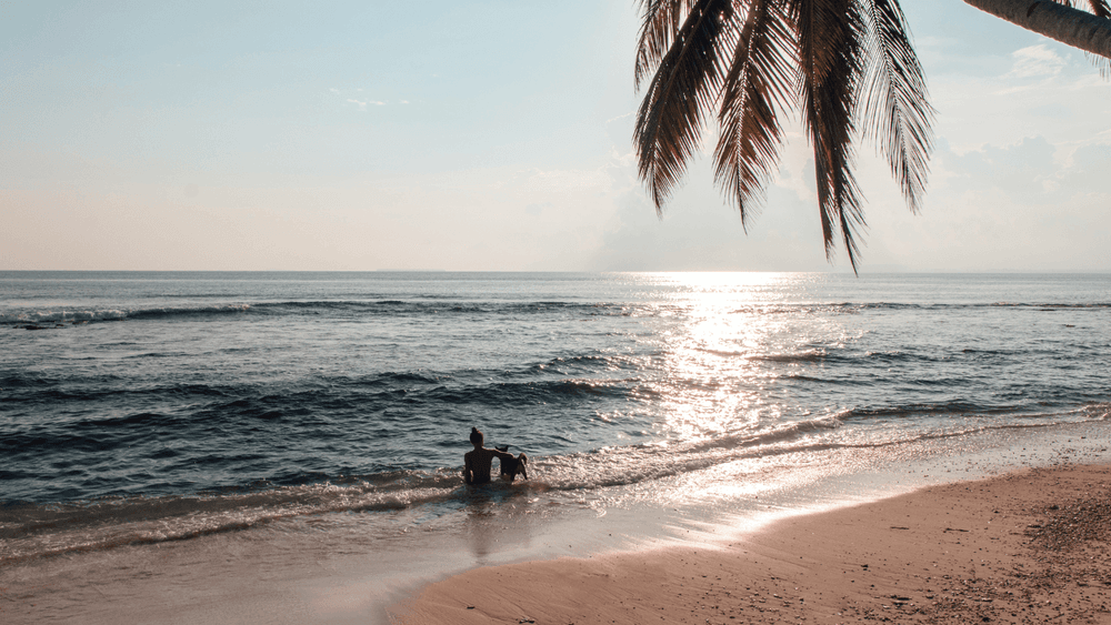 Lady and Dog sitting on the beach at Pallaranda beach, Townsville