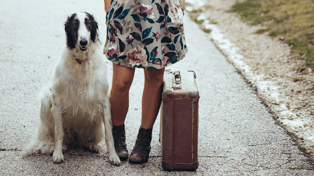Lady with her dog and a suitcase. Looking relaxed and content.
