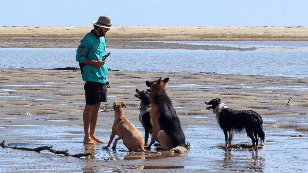 Image of a Townsville-based trainer engaging multiple dogs in playful training sessions, fostering canine interaction and skill development in a vibrant outdoor setting.