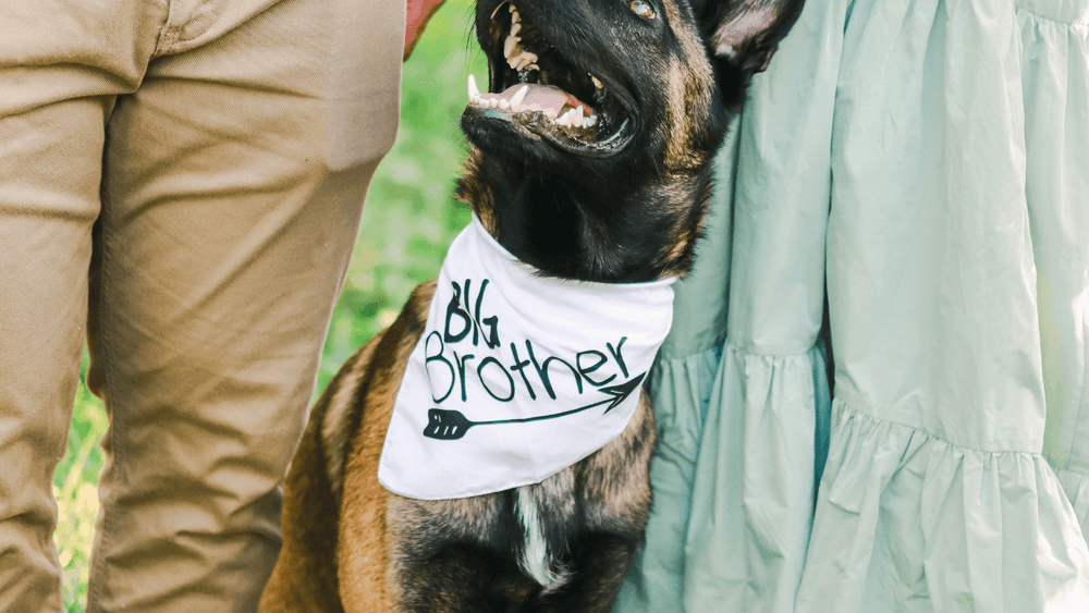 A cute dog proudly wearing a 'Big Brother' bandana, signalling the exciting news of a new family member on the way.