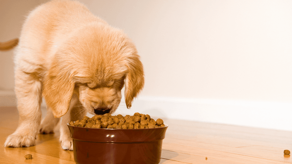 Happy dog enjoying a large bowl of food. Consider the benefits of buying pet food in bulk, exploring convenience and cost-effectiveness.