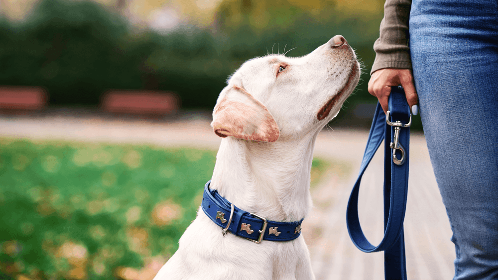 A white dog gazes at its owner who is holding a lead, with both the dog and owner sporting matching collars.