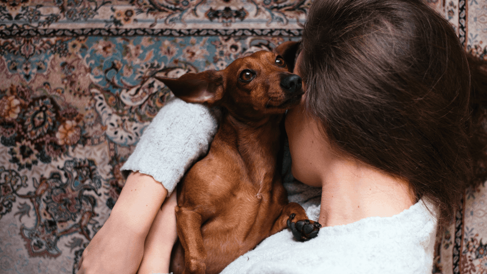 Sad looking dog being hugged by owner on floor