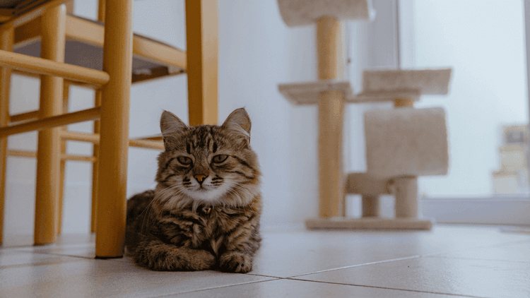 An older black and white cat sitting on a kitchen floor and looking up at the bench it can no longer jump onto. Used in a Social Pet Society article about the subtle signs of arthritis in cats and how omega-3 supplements can help support their joints