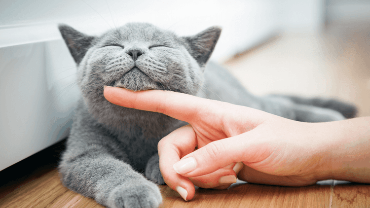 A relaxed cat enjoying a pet, one of the signs of a happy cat. Used in a Social Pet Society guide with a checklist to tell if your cat is content, warning signs of stress and tips for a cat-friendly home.