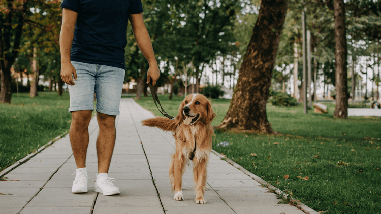 Graphic for the Social Pet Society article on building a stronger bond with your dog, with four research-backed tips covering touch, play, training and a calm home.