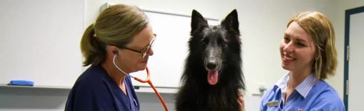 JCU Vet