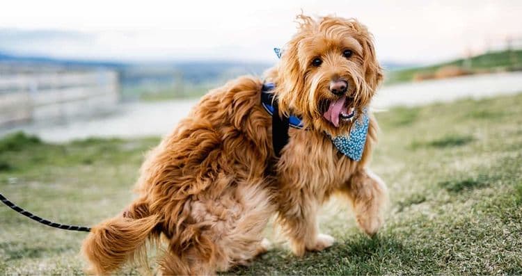 Happy dog from pet botanica with bandana
