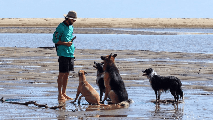 Image of a Townsville-based trainer engaging multiple dogs in playful training sessions, fostering canine interaction and skill development in a vibrant outdoor setting.