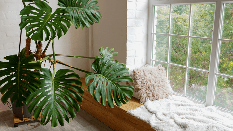 Pet friendly plants in the home.