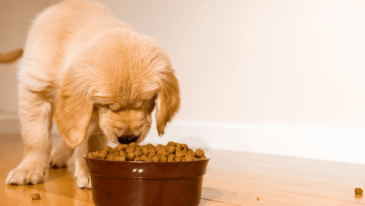 Happy dog enjoying a large bowl of food. Consider the benefits of buying pet food in bulk, exploring convenience and cost-effectiveness.
