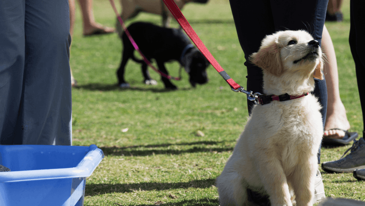 Happy Labrador puppy sitting at puppy pre-school training class