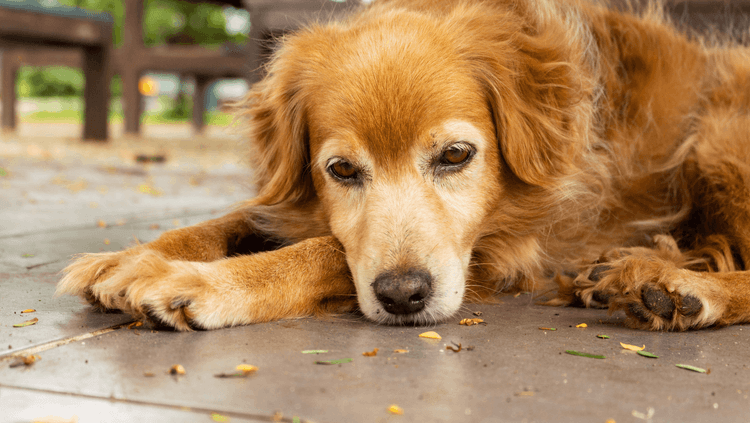 A forlorn dog, eyes reflecting a silent plea for companionship, surrounded by the heavy weight of emotional neglect, its spirit dimmed by the absence of love and connection.