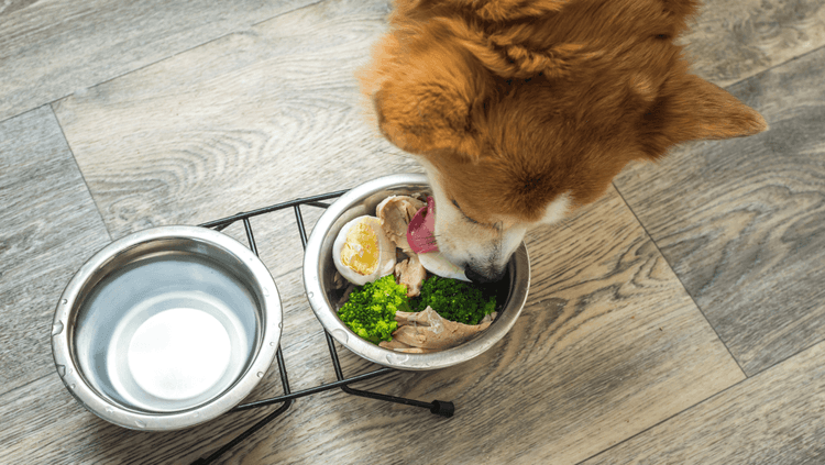 Dog eating from a bowl containing a variety of superfoods