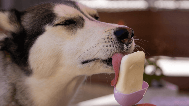 A joyous dog relishing a bowl of homemade banana ice cream, a delightful and healthy treat for our furry friends.