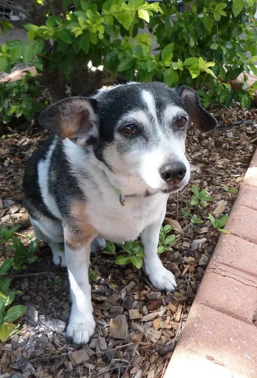 'Jack' the dog, happily at Island View Motel in the garden.