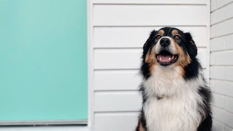 Pet friendly hotel with happy dog sitting in front of room.