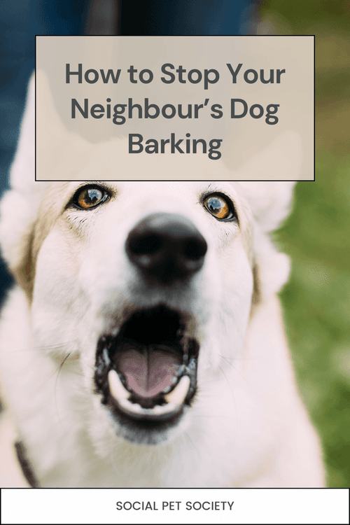 Dog barking in backyard.
