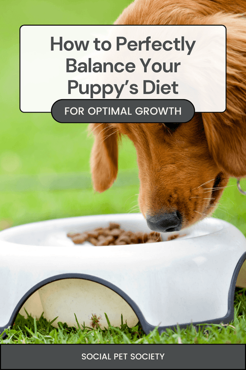 Puppy eating from a bowl