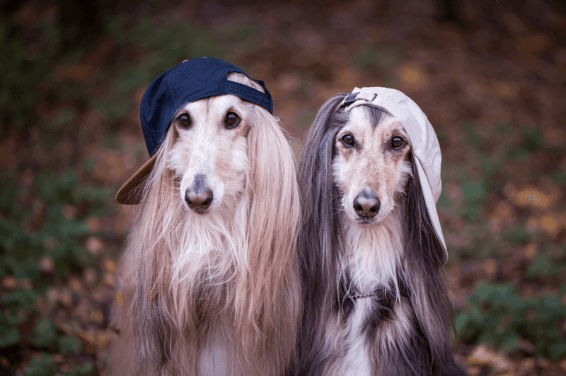Rapper Dog Names: 150+ Hip Hop Names Inspired by Real Rappers (and Their Actual Pets)