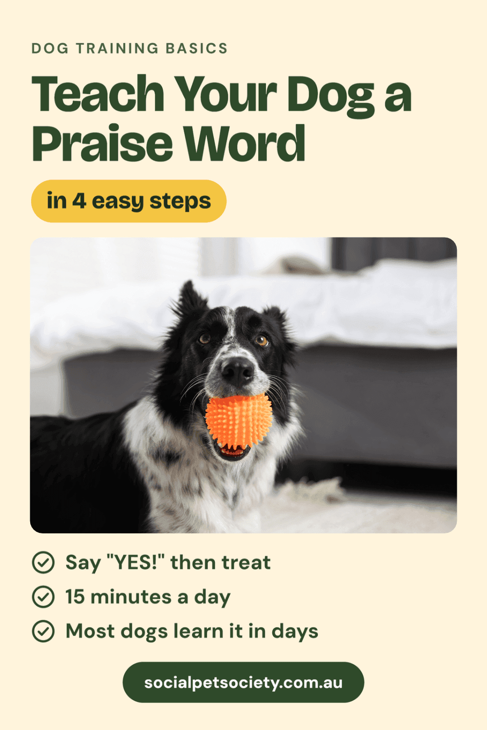 How to Teach Your Dog a Praise Word (Marker Word) in 4 Easy Steps
