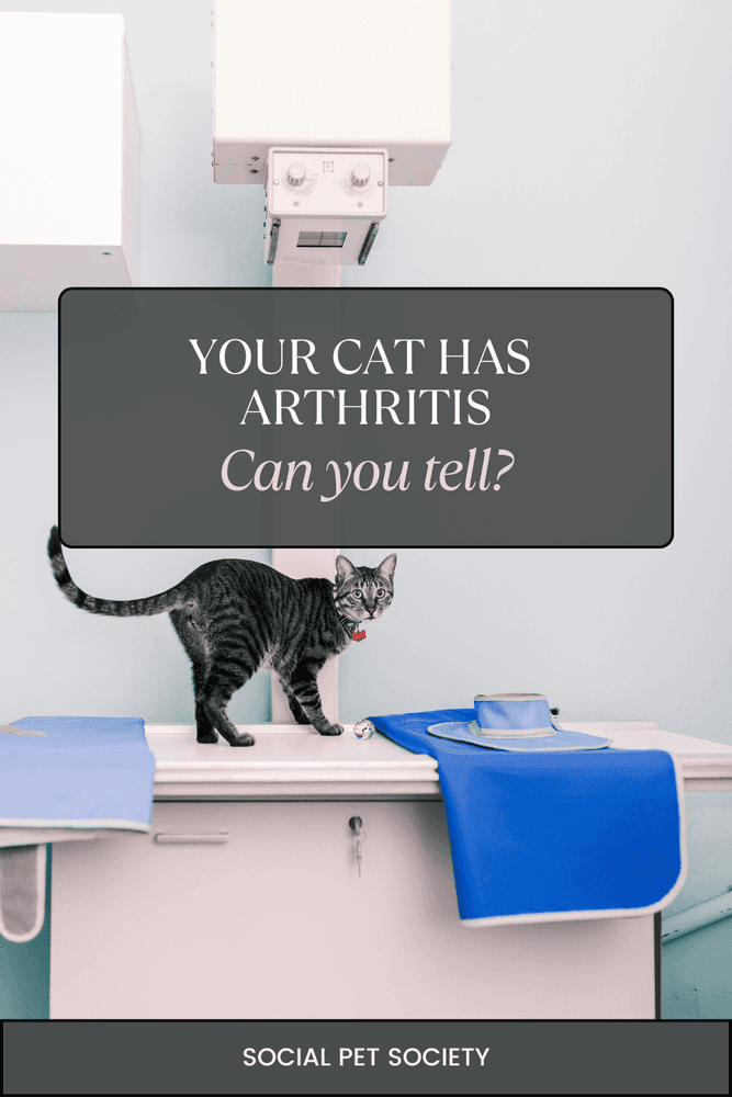 Cat on X-ray table showing signs of arthritis, with the title 'Your Cat Has Arthritis. Can You Tell?' emphasising the need for cat owners to recognise arthritis symptoms in cats.