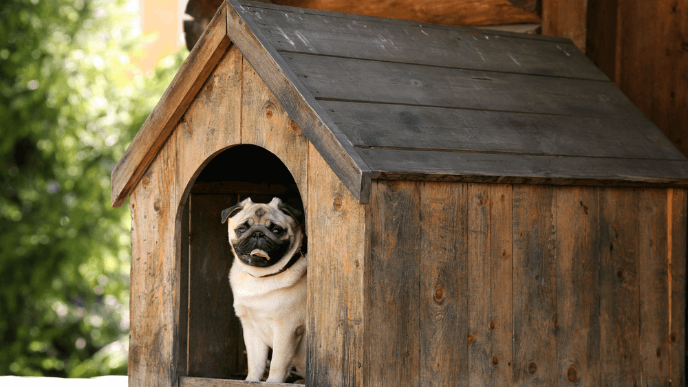 Joyful dog enjoying outdoor living in a cosy dog house – Happy canine companion basking in the sunshine and embracing the great outdoors with a content smile