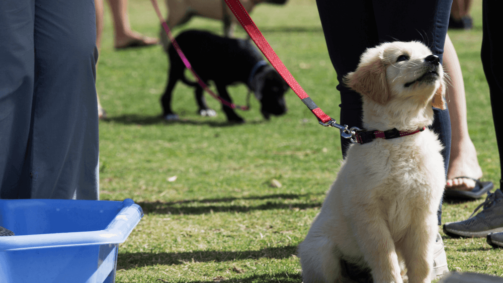Happy Labrador puppy sitting at puppy pre-school training class