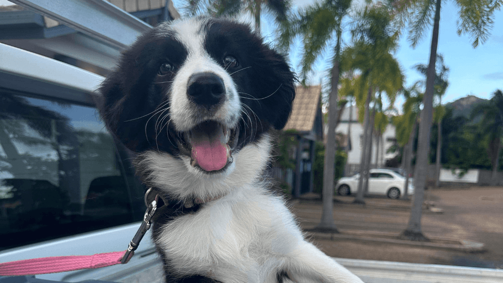 A playful and adorable puppy enjoying a ride in the back of a ute, with ears flapping in the wind and a look of pure joy on its face