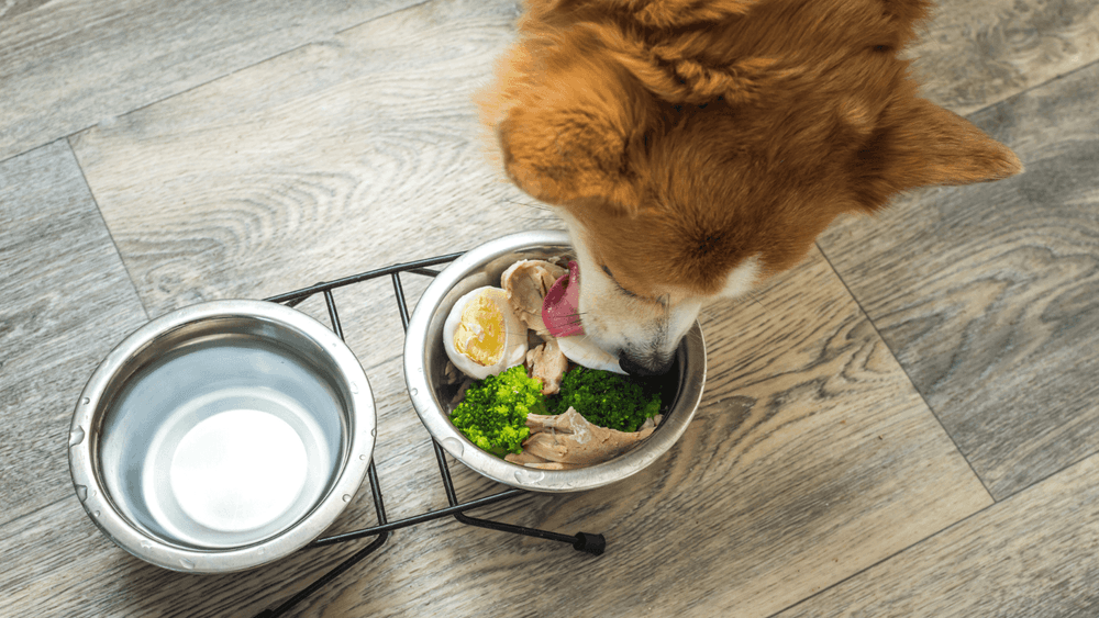 Dog eating from a bowl containing a variety of superfoods