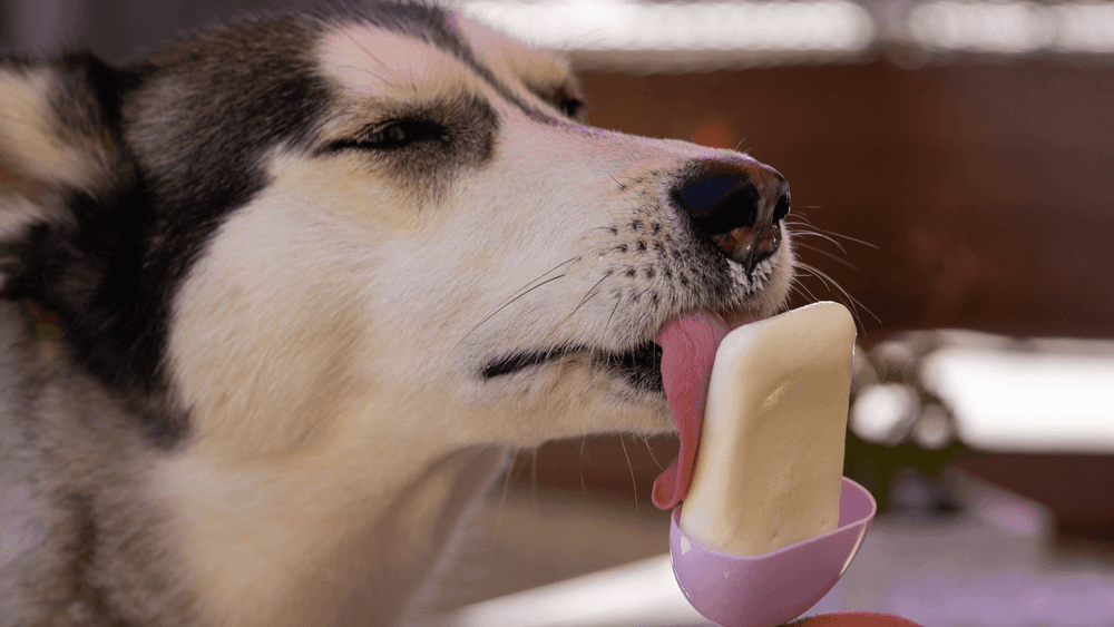 A joyous dog relishing a bowl of homemade banana ice cream, a delightful and healthy treat for our furry friends.