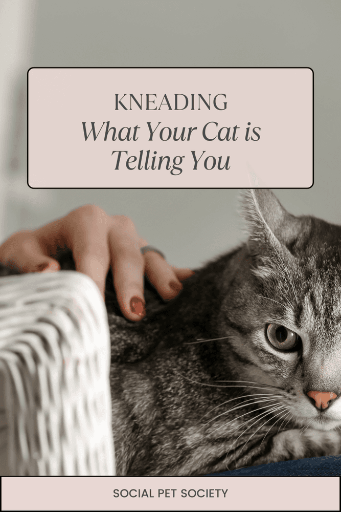 A woman sitting comfortably with a cat on her lap. The cat is gently kneading her lap with its paws, displaying a calm and content expression while the woman smiles softly, enjoying the moment.