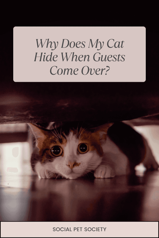 A cat hiding under a bed, partially visible with only its eyes and part of its body peeking out from beneath the bed's frame.