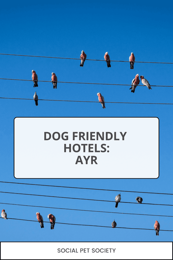 Pet-friendly hotels Ayr QLD – fresh air
