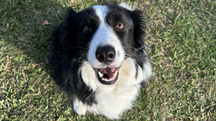 A black and white Border Collie sits on grass, looking up at the camera with its mouth open.