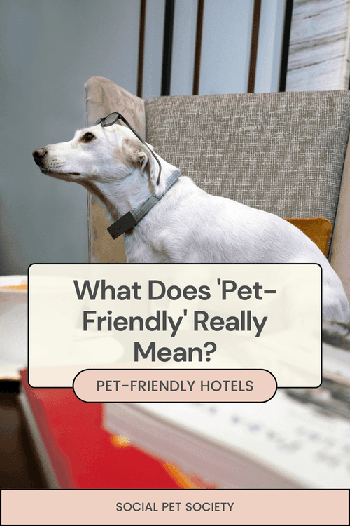 Dog sitting calmly in a hotel lobby, showcasing a welcoming environment for pets.