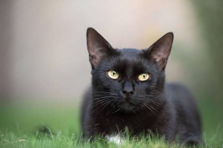 cat, pet, feline-3739702.jpg