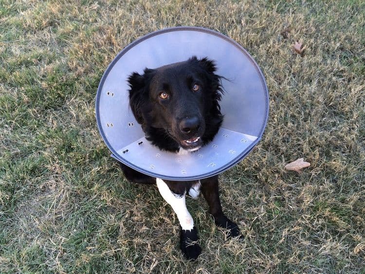 cone of shame, puppy, animal-2093433.jpg