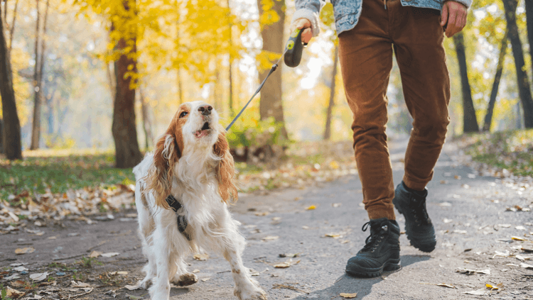 Dog barking while on a lead with male owner in park while walking