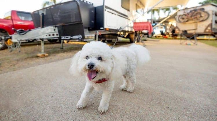 Happy small white fluffy dog in caravan park on holiday in Townsville