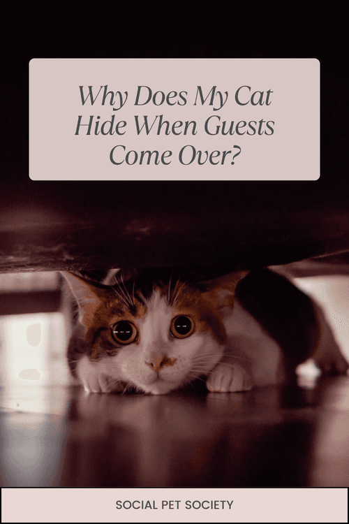 A cat hiding under a bed, partially visible with only its eyes and part of its body peeking out from beneath the bed's frame.
