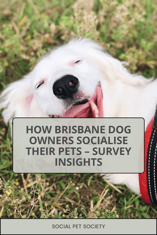 A happy dog outdoors representing how Brisbane dog owners socialise their pets, based on survey insights about off-leash parks, cafes, and activities.