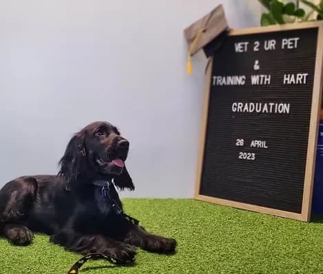 Black dog happy and lying down with graduation sign after completing dog training course.