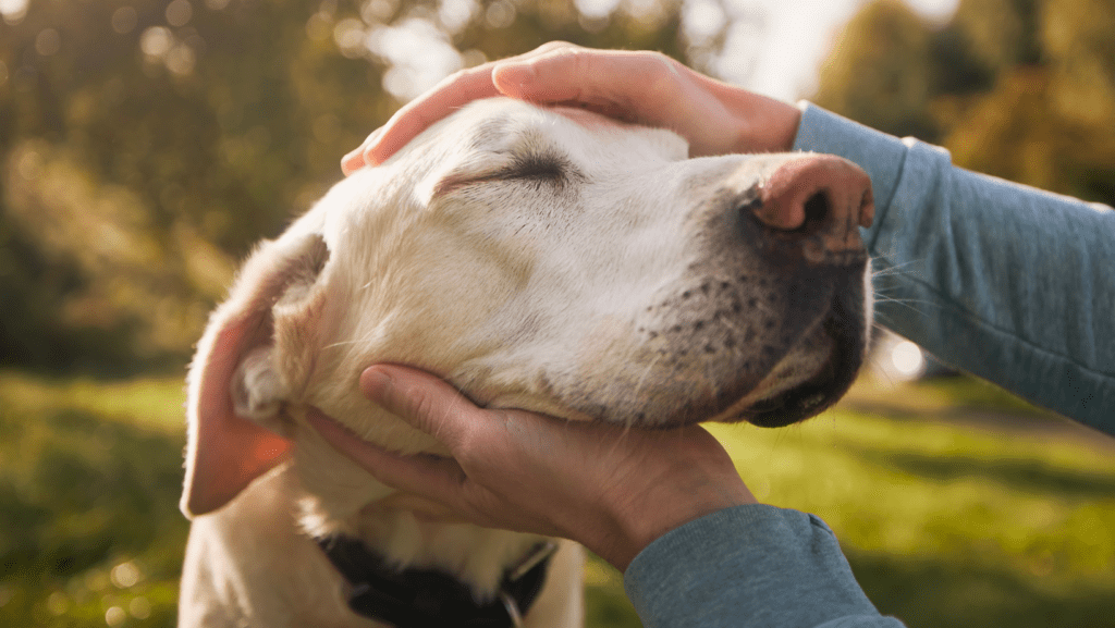 Happy Labrador getting patted by owner.