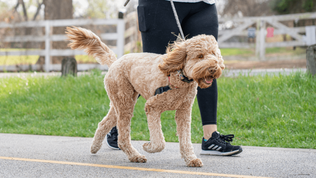 Happy dog being walked by owner who is getting out and about.