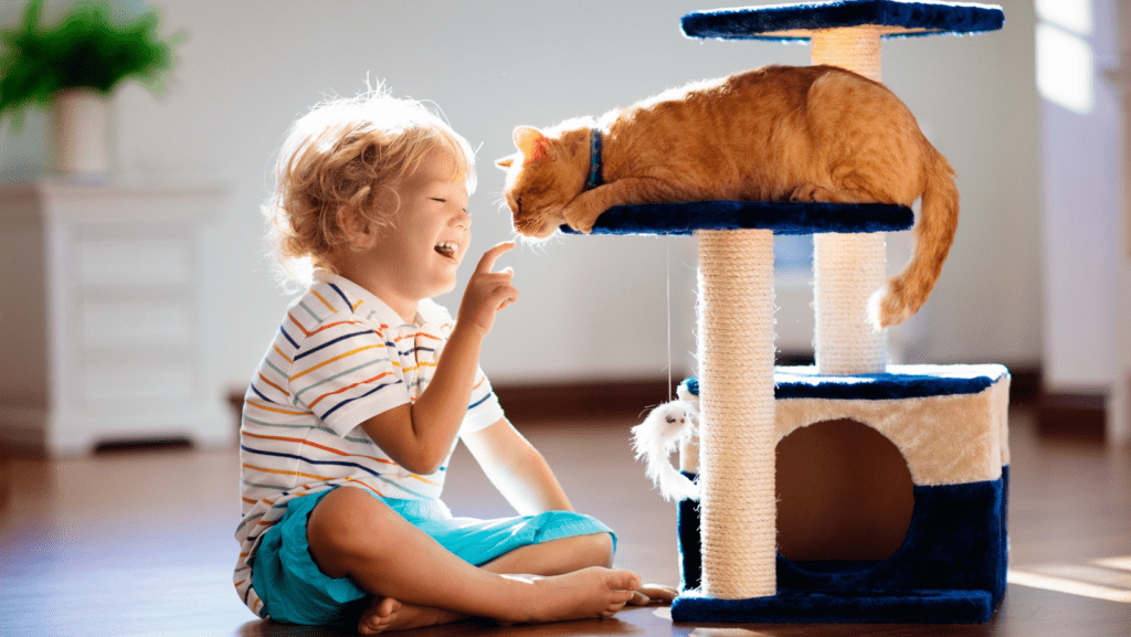 Young boy playing with cat on cat tree