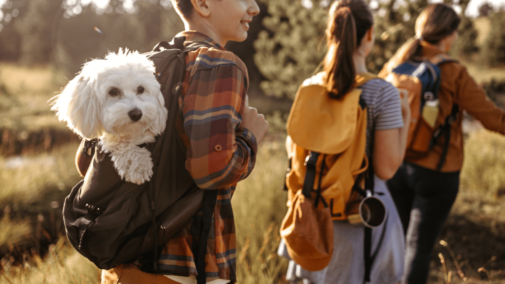 Boy going on an adventure with his pet dog safely in his baackback