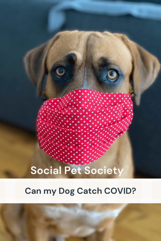 Pinterest pin featuring a brown dog wearing a mask, demonstrating precautionary measures for COVID-19 safety.